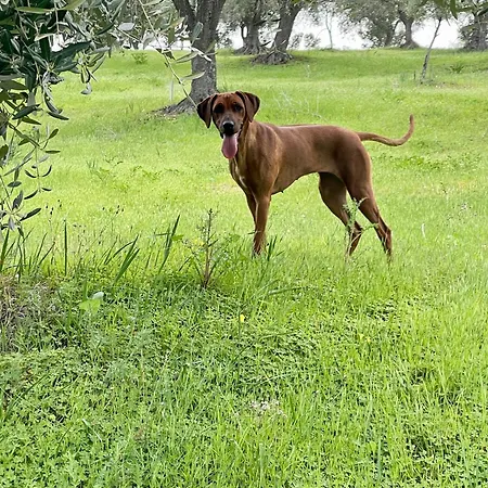 Gospodarstwo agroturystyczne La Pizzuta Del Principe