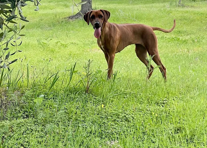 农家乐 La Pizzuta Del Principe